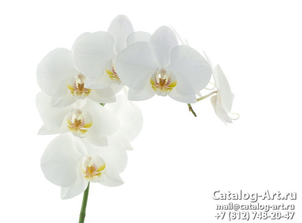 картинки для фотопечати на потолках, идеи, фото, образцы - Потолки с фотопечатью - Белые орхидеи 14